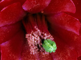 Claret Cup Cactus