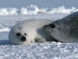 Harp Seal Mother and Pup