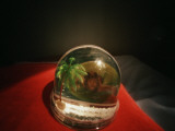 A Snow Globe with a Palm Tree and a Picture of a Girl in It