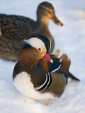 Mandarin Duck (Aix Galericulata)