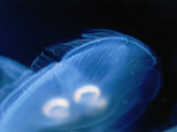 Moon Jellyfish in the Water