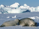 Harp Seal Mother Nurses Pup