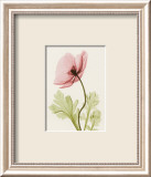 Iceland Poppy II Gerahmter Kunstdruck