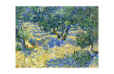Olive Orchard, c.1889