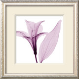 Alstromeria III