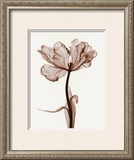 Parrot Tulips I