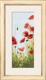 Mountain Poppies II
