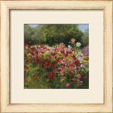 Cosmos Garden II