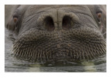 Buy Close Up of Young, Male Atlantic Walrus at AllPosters.com