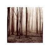 Winter Woods