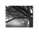 Buy Cypresses, Skyline Drive, South San Francisco, 1996 at AllPosters.com