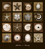 Harmony