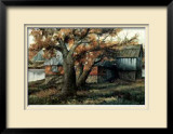 The Old Maple