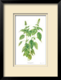 Buy Basil at AllPosters.com