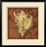 Buy Conch at AllPosters.com