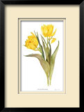 Buy Double Early Tulips at AllPosters.com