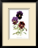 Buy Swiss Giant Chalon Pansies at AllPosters.com