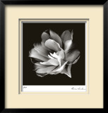 Radiant Tulip II