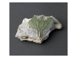 Buy Fragment: a Bouquet of Five Sage Leaves Superimposed at AllPosters.com