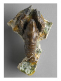 Buy Fragment of Architecture: Brick Honeycomb: Crayfish at AllPosters.com