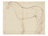 Buy Horse Profile to the Left and Indications of Measures at AllPosters.com