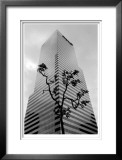 Buy Bonsai at AllPosters.com