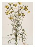 Buy Lychnis Sicula Glabra, Facie Pseudomelanthij Lychnis at AllPosters.com