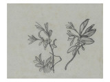 Study for 
