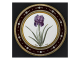 Service to the Empress Josephine Liacées: Iris Susa