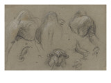 Studies from Different Parts of the Body of a Camel