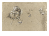 Studies of a Lion and the Different Parts of the Head