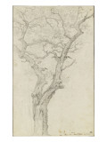 Buy Trunk and Branches of a Tree in the Bois De Boulogne at AllPosters.com