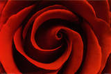 Red Rose