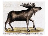 Buy Gesner, Manuscrit "Historiae Animalium", Book Ii: "Quadrupedipus Oviparis" at AllPosters.com