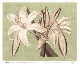 Buy Regenc&eacute; Lily IV at AllPosters.com