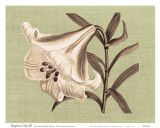 Buy Regenc&eacute; Lily III at AllPosters.com