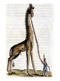 Buy Gesner, Manuscript "Historiae Animalium", Book Ii: "Quadrupedipus Oviparis" at AllPosters.com
