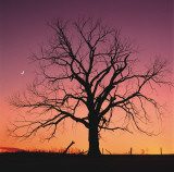 Buy Arboral Afterglow at AllPosters.com