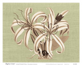 Buy Regenc&eacute; Lily I at AllPosters.com