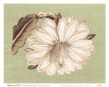 Buy Regenc&eacute; Lily II at AllPosters.com