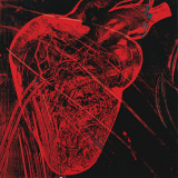 Human Heart, c.1979 (red with veins) Kunstdruck