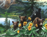 Basking in the Balsams