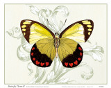Buy Butterfly Theme II at AllPosters.com