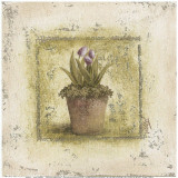 Tulipes Violettes