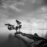 Water Tree Art Print