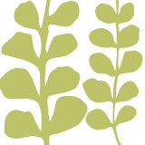 Buy Green Fern on White at AllPosters.com