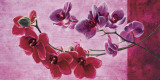 Composizione di Orchidee