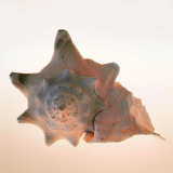 Conch