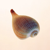 Fig Shell