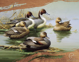 Ducks Unlimited - Morning Most